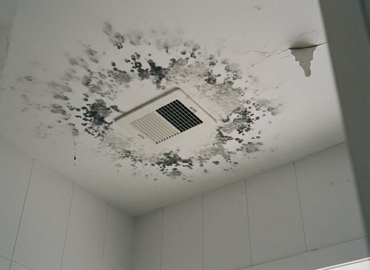 Black mold service in a Royal Oak home