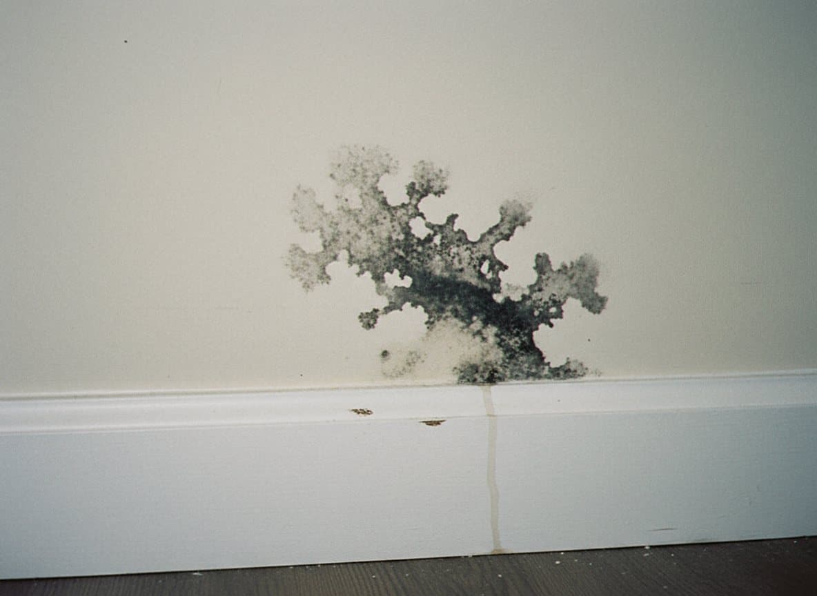 Black mold growth in a Royal Oak home