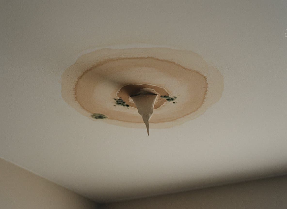 Water damage service in a Royal Oak home